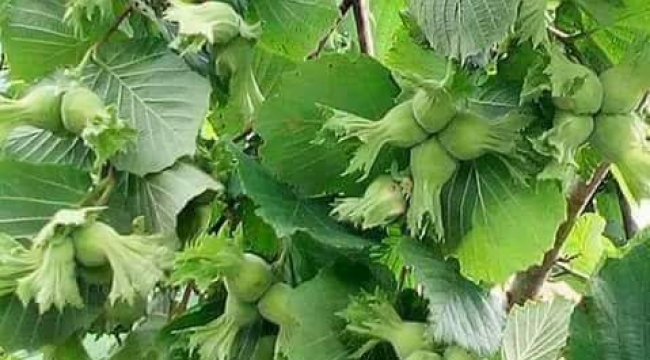 FINDIKTA YALANCI BAHAR'KORKUSU