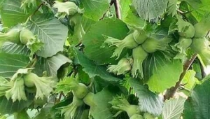 FINDIKTA YALANCI BAHAR'KORKUSU