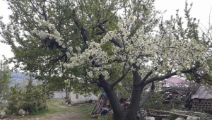 GÜNEŞİ GÖREN AĞAÇLAR ÇİÇEK AÇTI