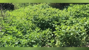 Isırgan otu neye iyi gelir?