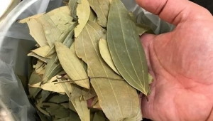 Defne Yaprağı Faydaları