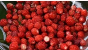 Dikmen'Ve Civar Mahalleler'de dağ çileği hasadı başladı