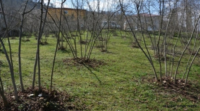 Yanlış ilaçlı Mücadele, Bitki Örtüsünü Yok Ediyor