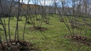 Yanlış ilaçlı Mücadele, Bitki Örtüsünü Yok Ediyor