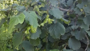 Fındık'da Rekorlar kırıldı