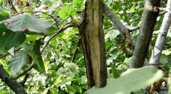 Fındıkta Dalkıran Zararlısına Karşı Mücadele