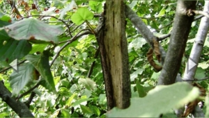 Fındıkta Dalkıran Zararlısına Karşı Mücadele 