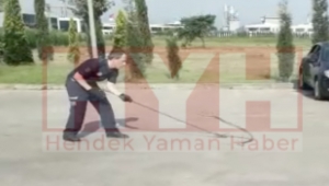 Hendek 2'ci Organize''da bir fabrikanın bahçesine giren 1.5 metre uzunluğundaki yılan, paniğe neden oldu.