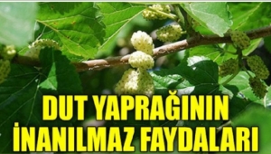 Şimdi tam zamanı Dut ve yaprağının faydaları