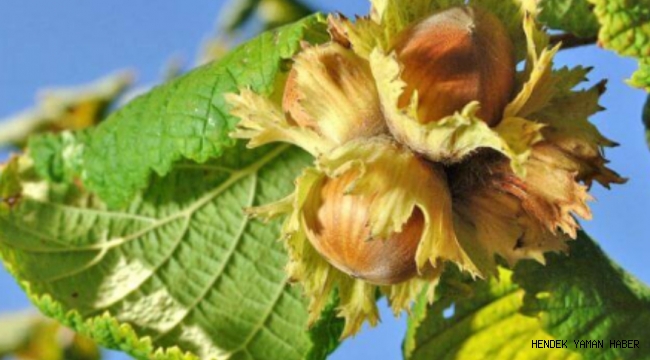 Erdoğan, fındık fiyatlarını açıkladı!