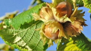 Erdoğan, fındık fiyatlarını açıkladı!