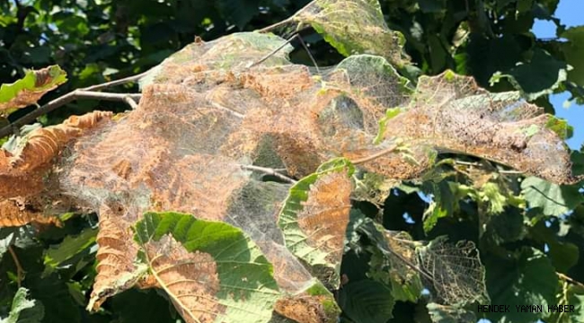 Hendek Belediyesi Amerikan Beyaz Kelebeği" ile mücadele başlattı.