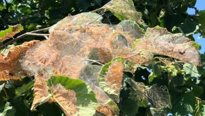 Hendek Belediyesi Amerikan Beyaz Kelebeği