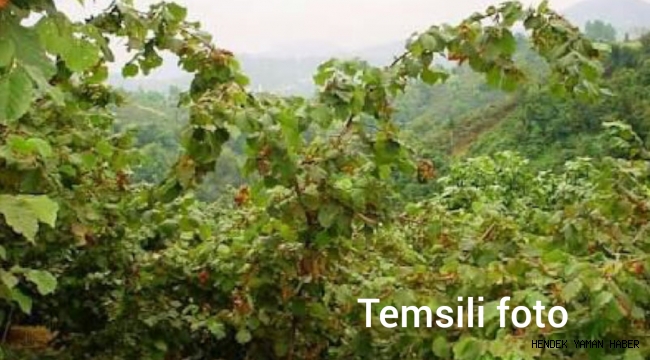 Hendek'te Akıl Almaz Olay Fındık Bahçesi Sahibi Hırsızlar Tarafından Darp Edildiği İdda Edildi