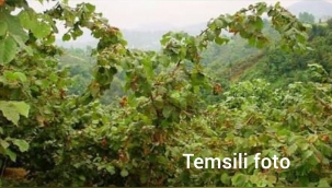 Hendek'te Akıl Almaz Olay Fındık Bahçesi Sahibi Hırsızlar Tarafından Darp Edildiği İdda Edildi