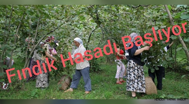 Fındık Hasadı Başlıyor
