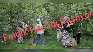 Fındık Hasadı Başlıyor