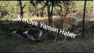 Kazlar Köpeğe Kafa Tuttu