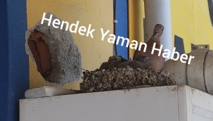 Ak Parti İlçe Binasına Yuva Yapan Kumru İlgi Odağı Oldu