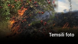 Hendek Esentepe'de Orman Yangını