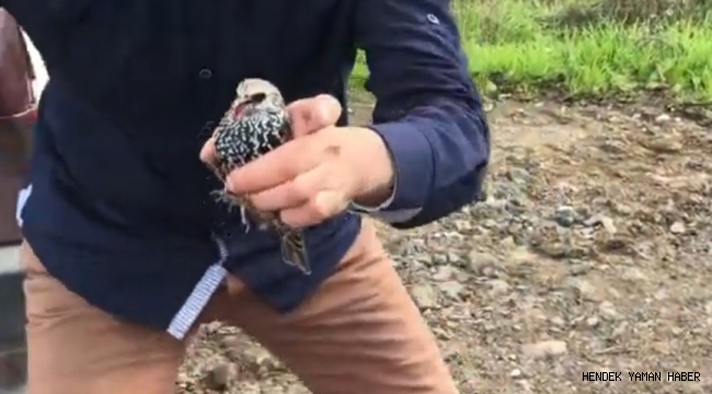 Ölü Olarak Bulunan Onlarca Sığırcık Kuşu Endişe Oluşturdu