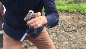 Ölü Olarak Bulunan Onlarca Sığırcık Kuşu Endişe Oluşturdu