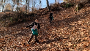 Çam Dağı Ormanında Hendek Orman İşletme Tarafından Doğal Gençleştirme Çalışmaları Hızla Devam Ediyor