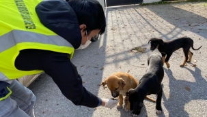 Hendek'te Belediye Can Dostlarını Unutmadı