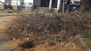 Hendek'te Vatandaşların Tepkilerine Rağmen Ağaç Budama İşlemi Devam Ediyor