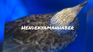 Hendek'te Yaralı Martıya İtfaiye'den Şefkat Eli