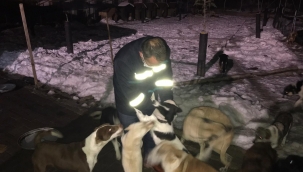 Hendek Belediyesi Salman'da Donma Tehlikesi Geçiren Can Dostlarına Sahip Çıktı