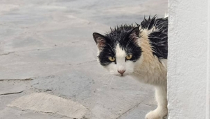 Hendek'te Duyarlı Vatandaşlardan Araç sürücülerine Çağrı Kontağı Çevirmeden Kaputa Vur