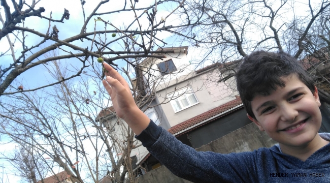 Hendek'te Kışın Ortasında Meyve Veren Erik Ağacı Şaşırttı
