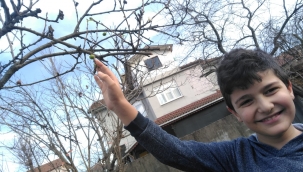 Hendek'te Kışın Ortasında Meyve Veren Erik Ağacı Şaşırttı