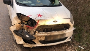 Otomobil domuz sürüsüne girdi