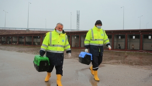 Sakarya Büyükşehir anne köpek ve yavrularını koruma altına aldı