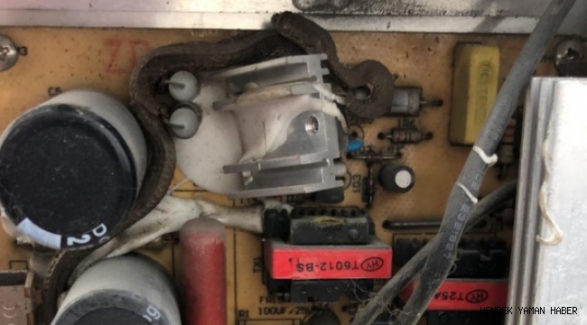 Sakarya'da Trafoya Giren Yılan Şaşkınlık Yarattı