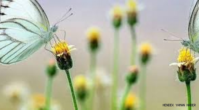 Baharın Habercisi İlk Cemre Havaya Düştü