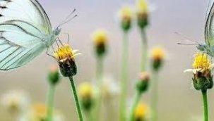 Baharın Habercisi İlk Cemre Havaya Düştü