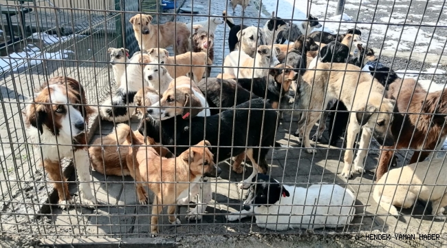 Hendek Belediyesi Soğuk Havada Can Dostlarını Unutmadı