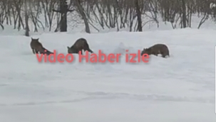 Hendek'te Aç Kalan Tilkiler Mahalleye İndi