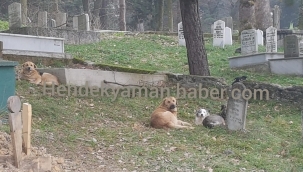 Hendek’te Başıboş Köpekler Mezarlıkta Tehlike Saçıyor