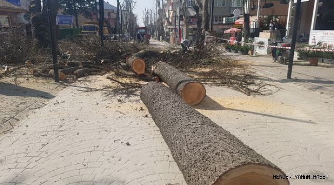 Hendek’te Kesilen Ağaç Tepki Çekti