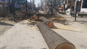 Hendek’te Kesilen Ağaç Tepki Çekti