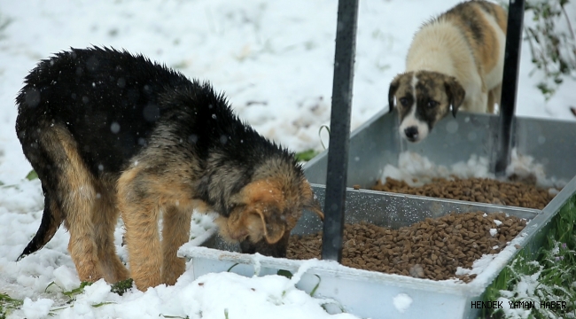 Sokak Hayvanlarını Unutmadılar