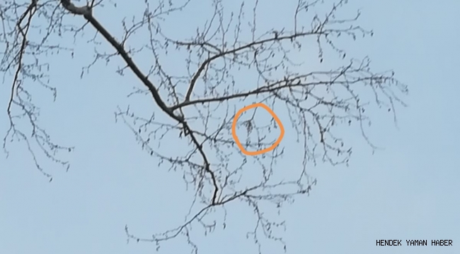 Hendek'te Ağaç'ta Sıkışan Kuş Kurtarılmayı Bekliyor