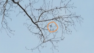 Hendek'te Ağaç'ta Sıkışan Kuş Kurtarılmayı Bekliyor