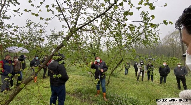 Hendek Fındık Tarlalarında  Tarım Projesi Gerçekleştirildi