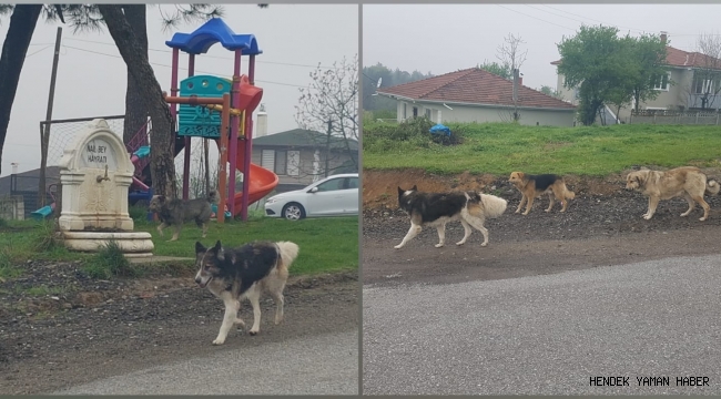 Hendek YeşilKöy'de Başıboş Köpekler Tehlike Saçıyor