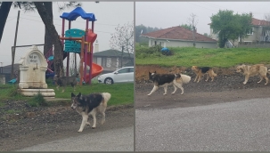 Hendek YeşilKöy'de Başıboş Köpekler Tehlike Saçıyor